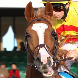 Galileo Rock Great Odds To Win St. Leger 2013
