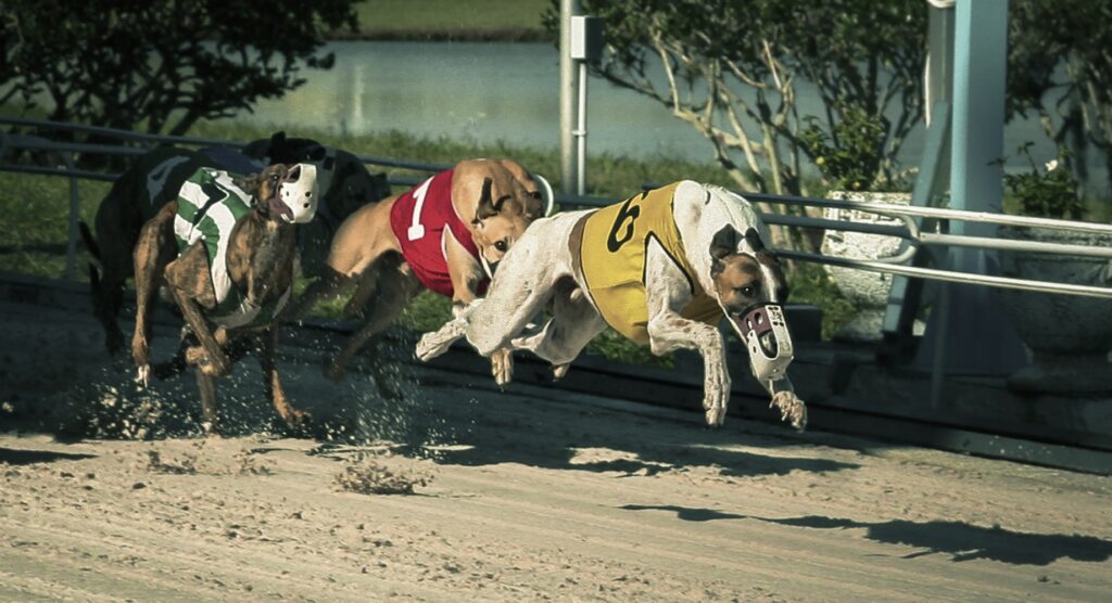 Greyhounds sprinting during a race