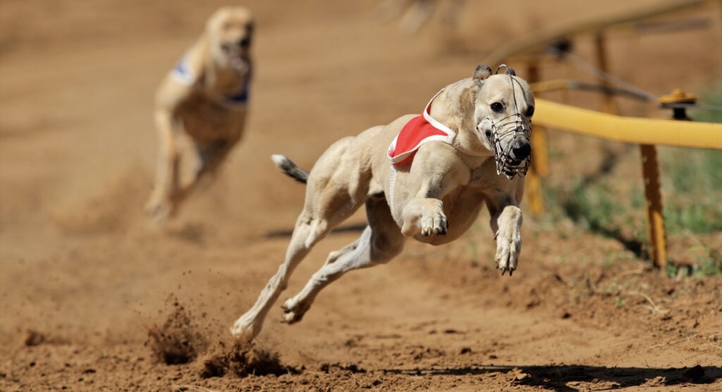 Greyhound running around a bend