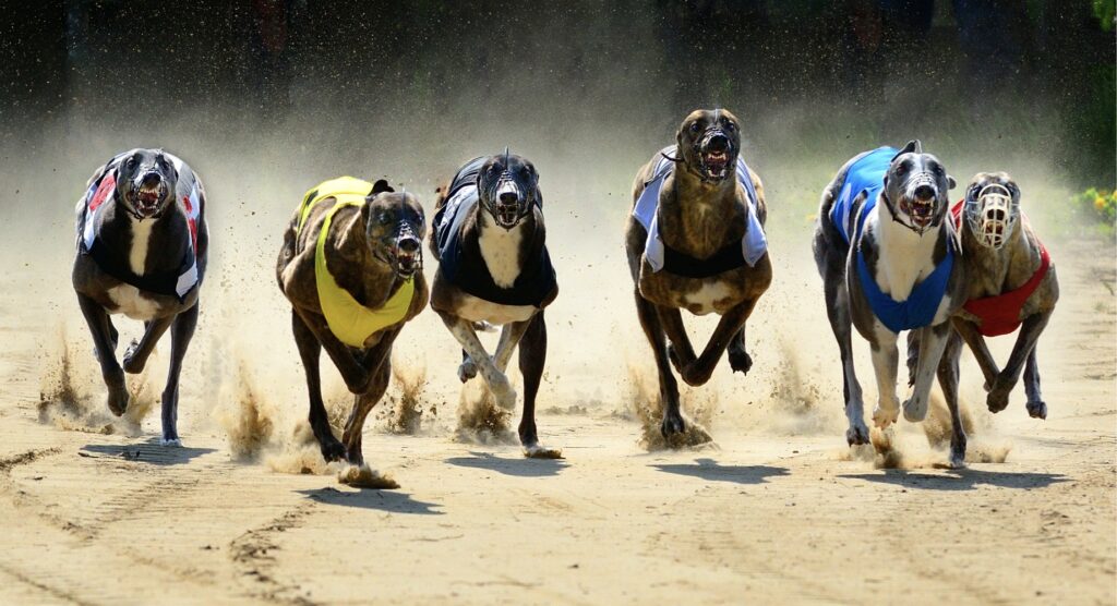 Front view of six greyhounds during a race