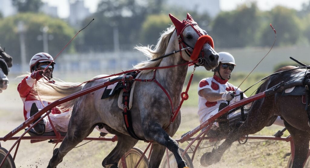 Jockeys guiding horses during trotting race