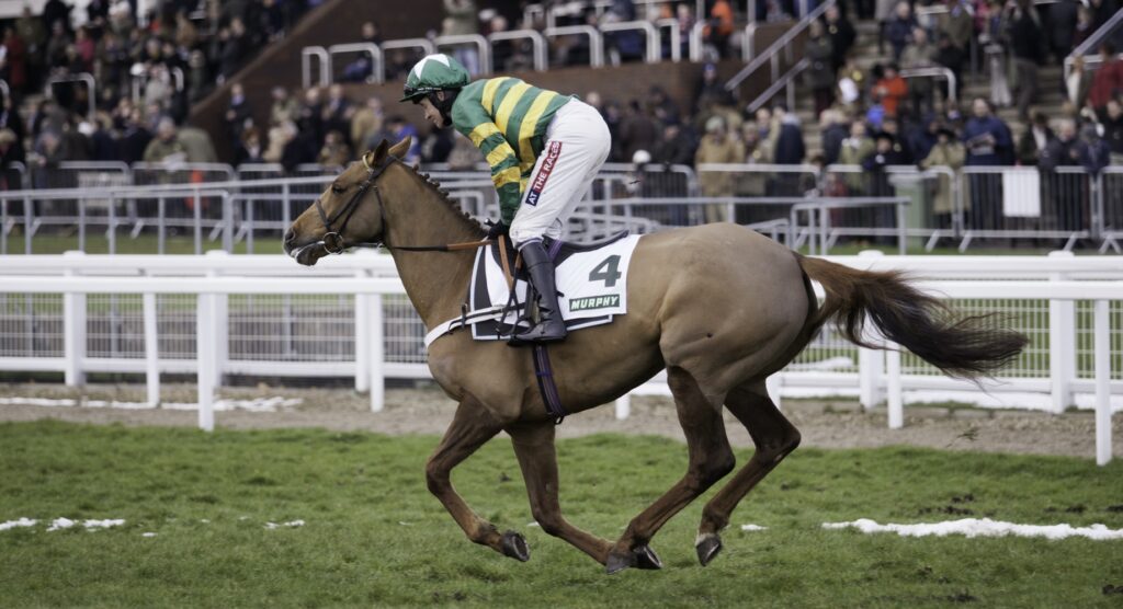 Champ after victory at Cheltenham Festival