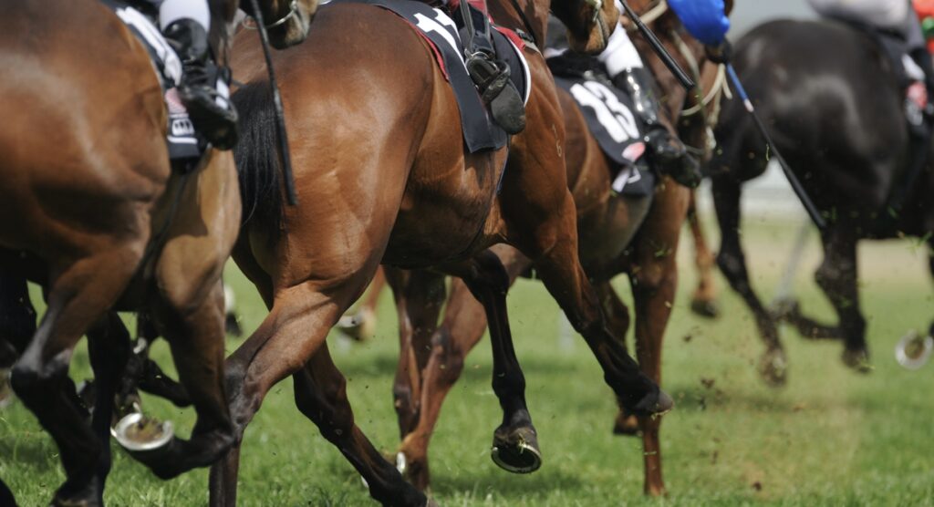 Horses racing on grass