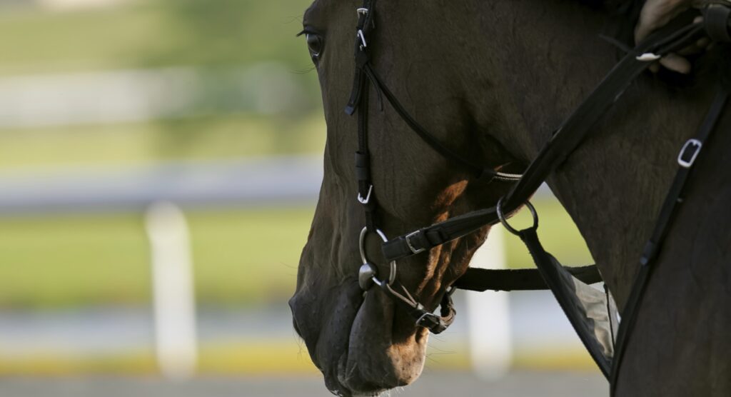 Close up of a Grand National runner with bridle 