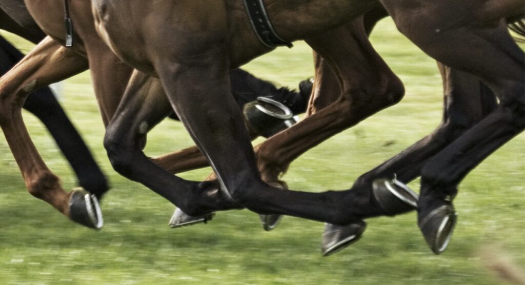 Horses running on grass