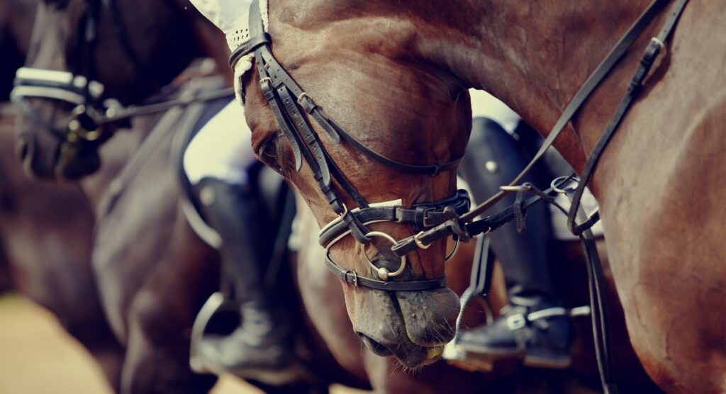 Close-up of racehorse in halter