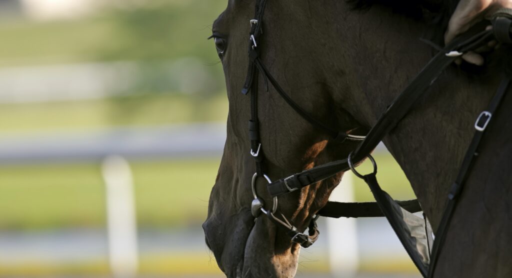 Rear view of horse's head