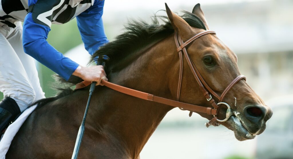 Jockey holding the reins on a racehorse Jockey holding the reins on a racehorse