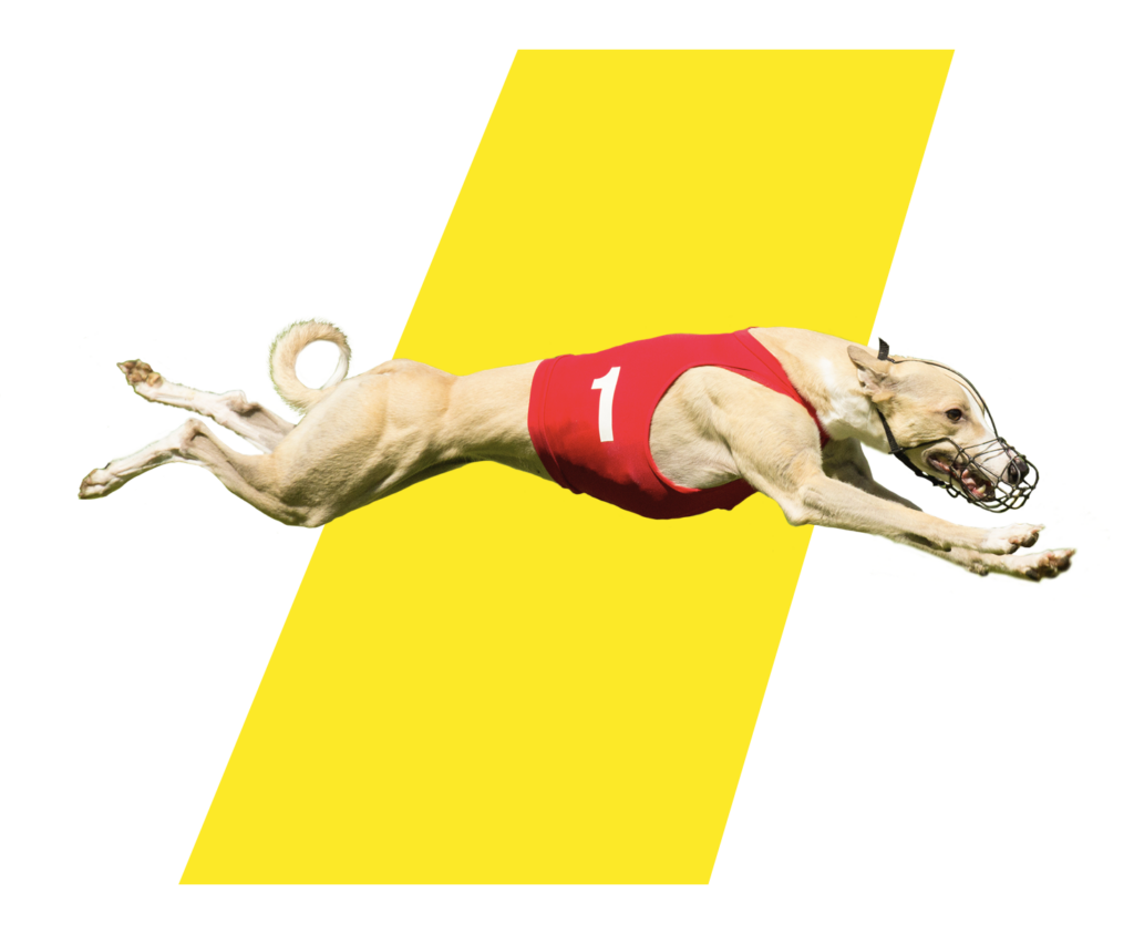 Best Greyhound Betting Sites 2024 Bet on UK Dog Racing