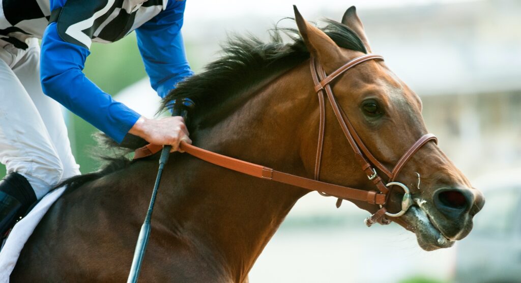Close-up of horse during Japan Cup